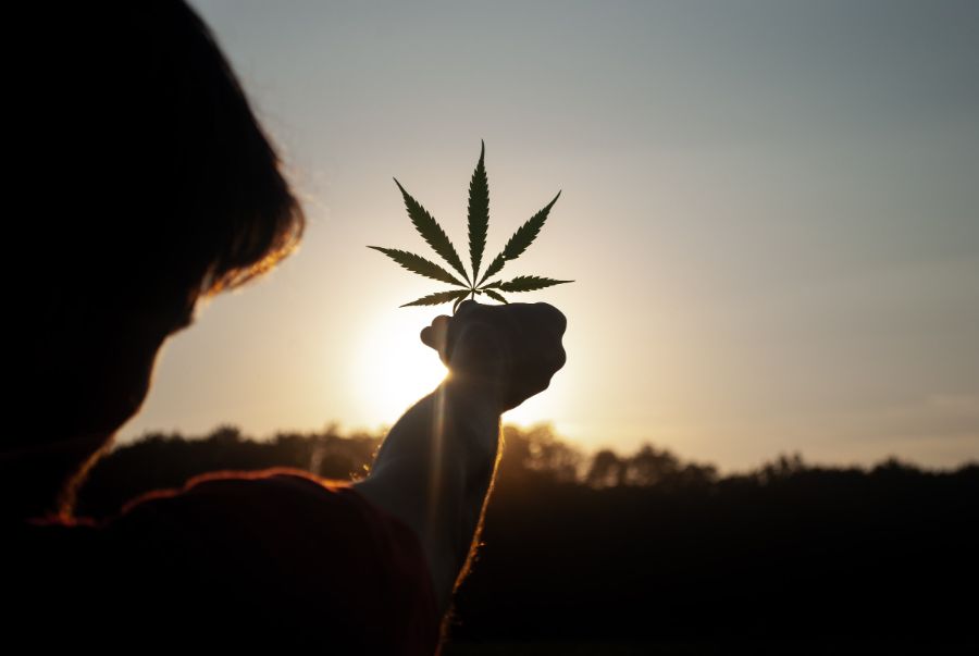 man holding hemp leaf in front of a sunrise